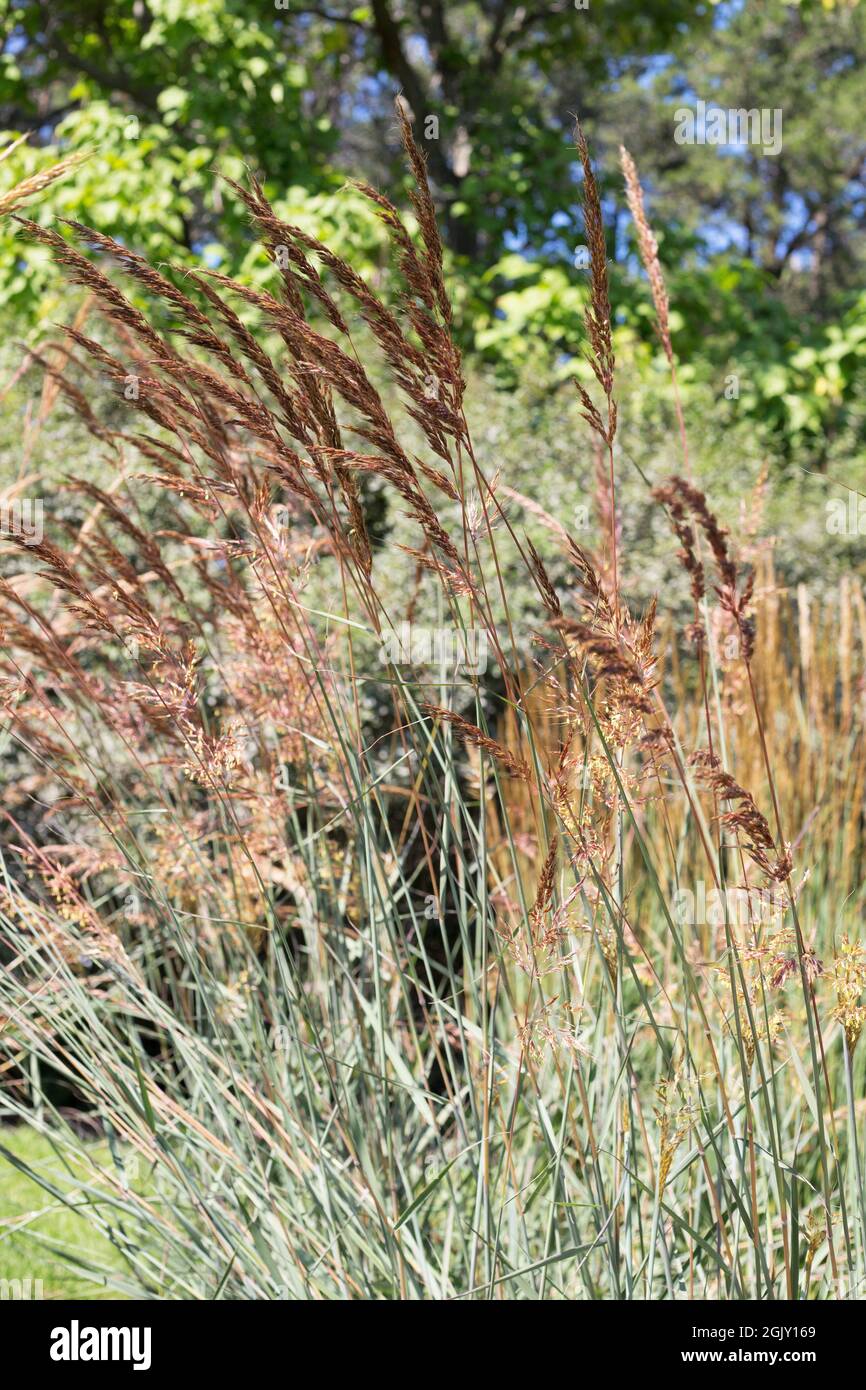 Sorghastrum nutans 'Red Spike' Indian grass. Stock Photo