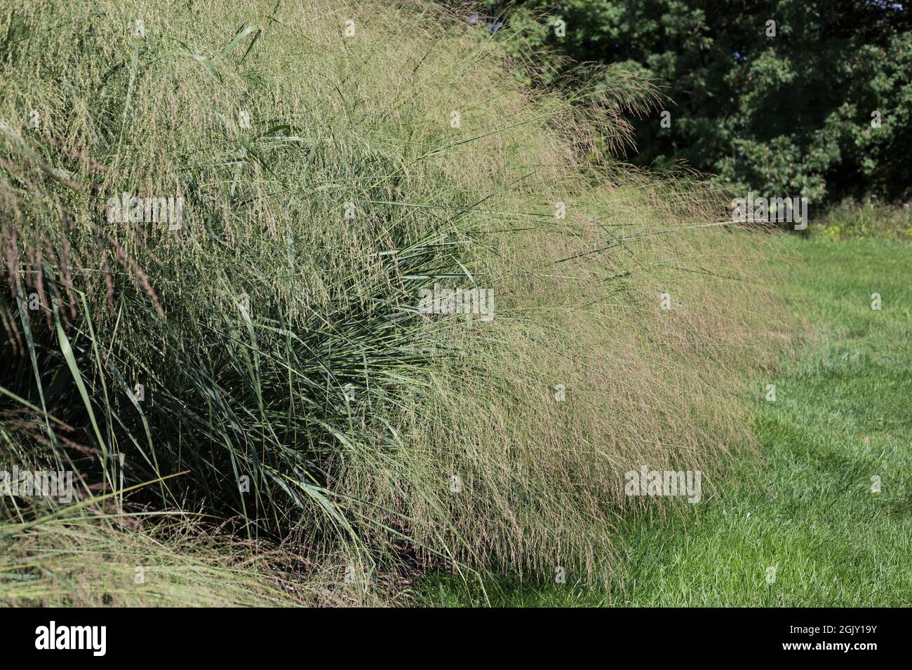Panicum virgatum 'Cloud Nine' swtichgrass. Stock Photo
