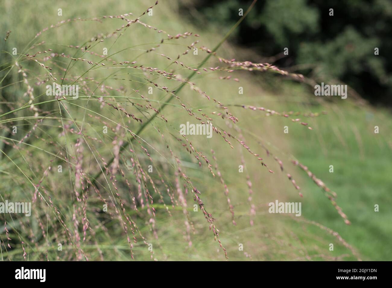 Panicum virgatum 'Cloud Nine' swtichgrass. Stock Photo