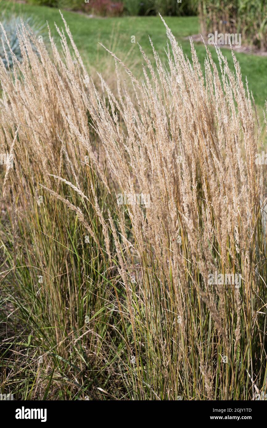 Calamagrostis x acutiflora 'Hello Spring' feather reed grass Stock