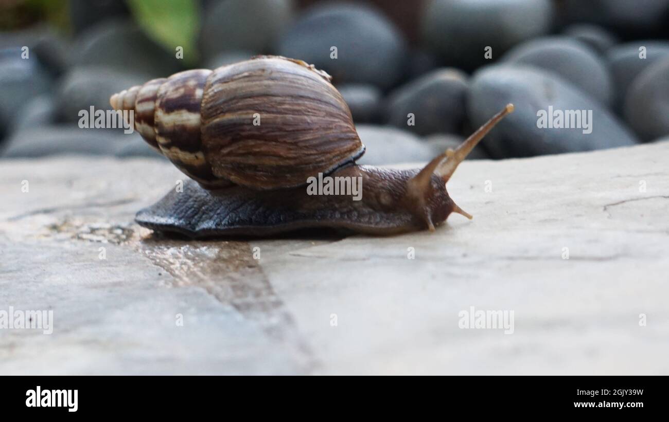 Giant African land snail on a sidewalk in Kauai Stock Photo Alamy
