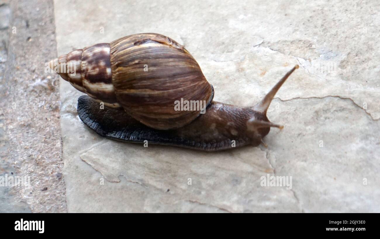 Giant African land snail on a sidewalk in Kauai Stock Photo Alamy
