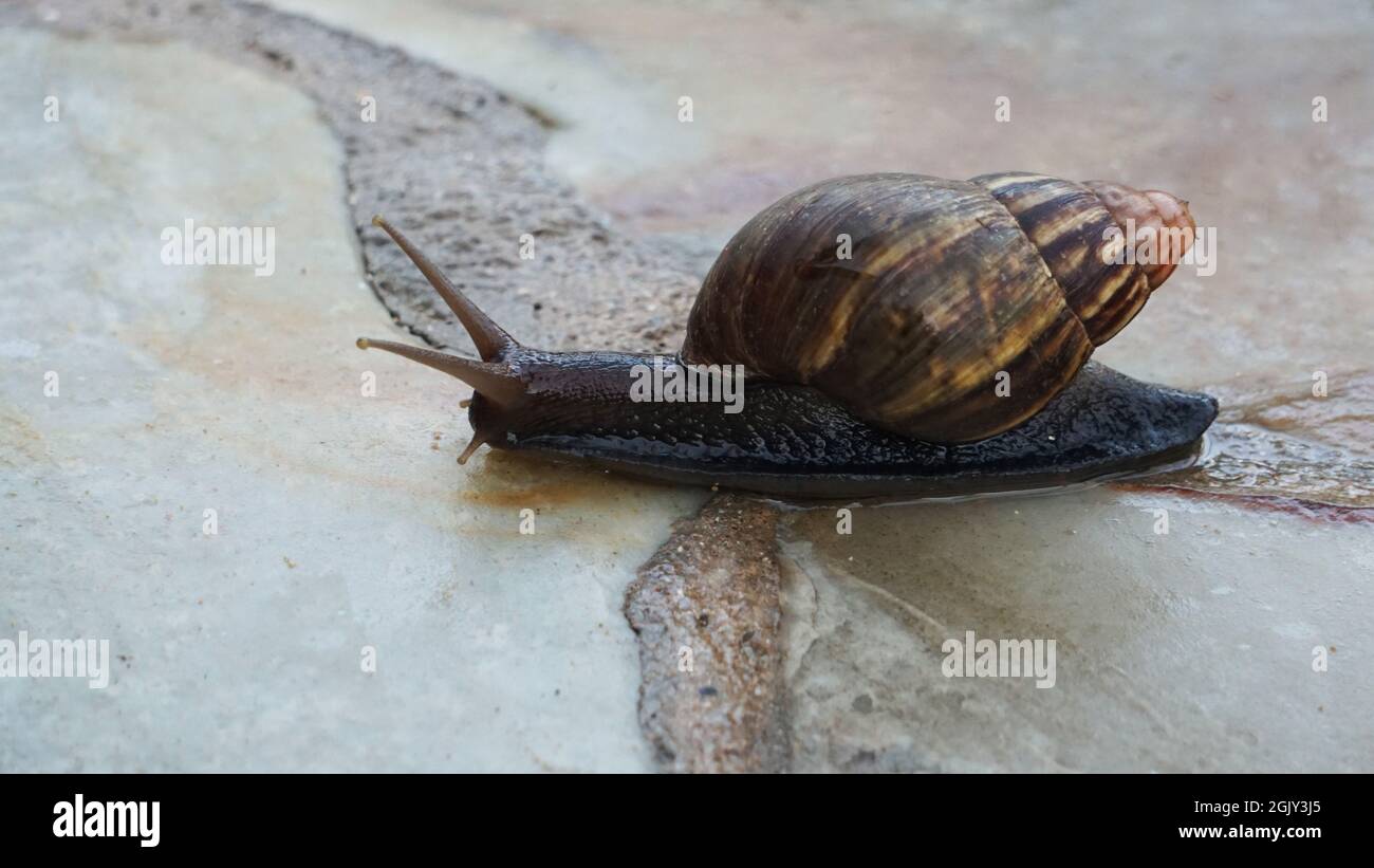Giant African land snail on a sidewalk in Kauai Stock Photo