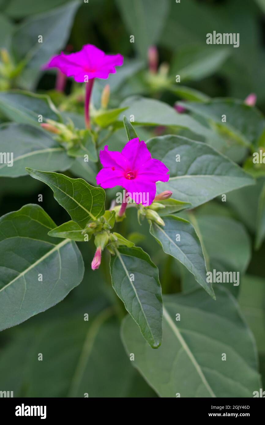 marvel of peru or four o'clock flower, pink color common ornamental plant in the garden Stock Photo