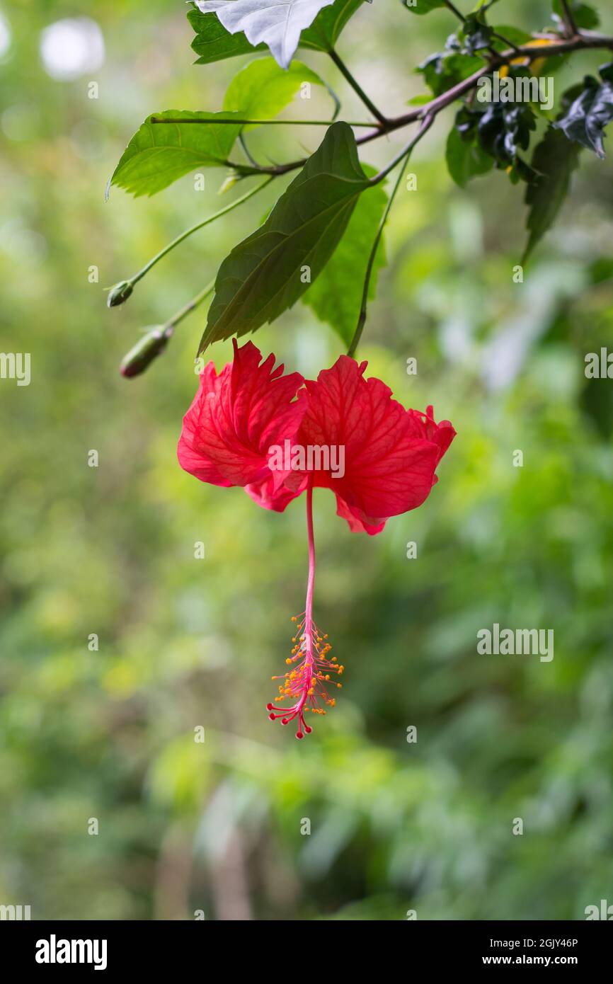 red hibiscus flower, large trumpet-shaped bloom in a natural background Stock Photo