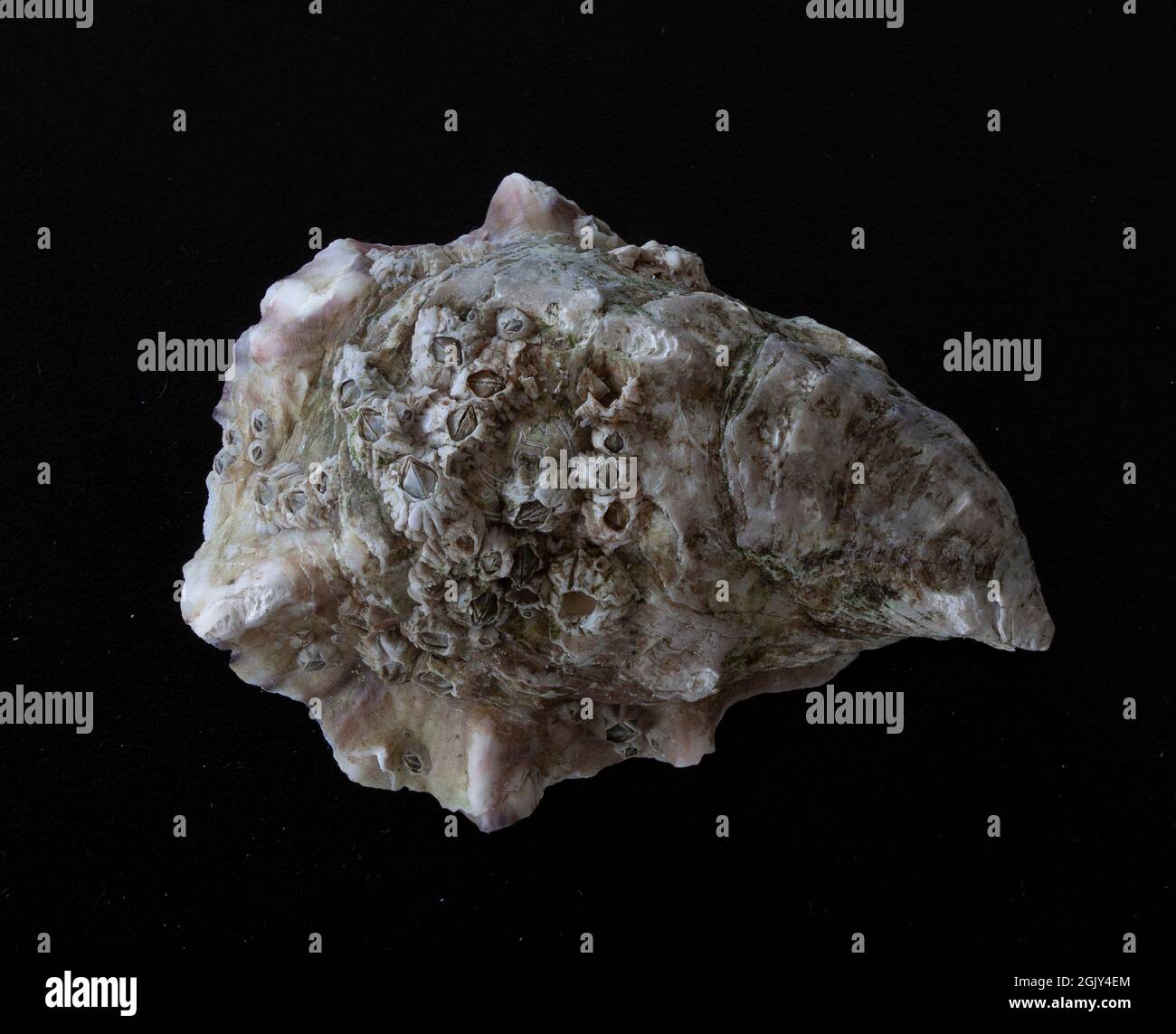 Closed oyster front isolated on black background. Top view. Stock Photo