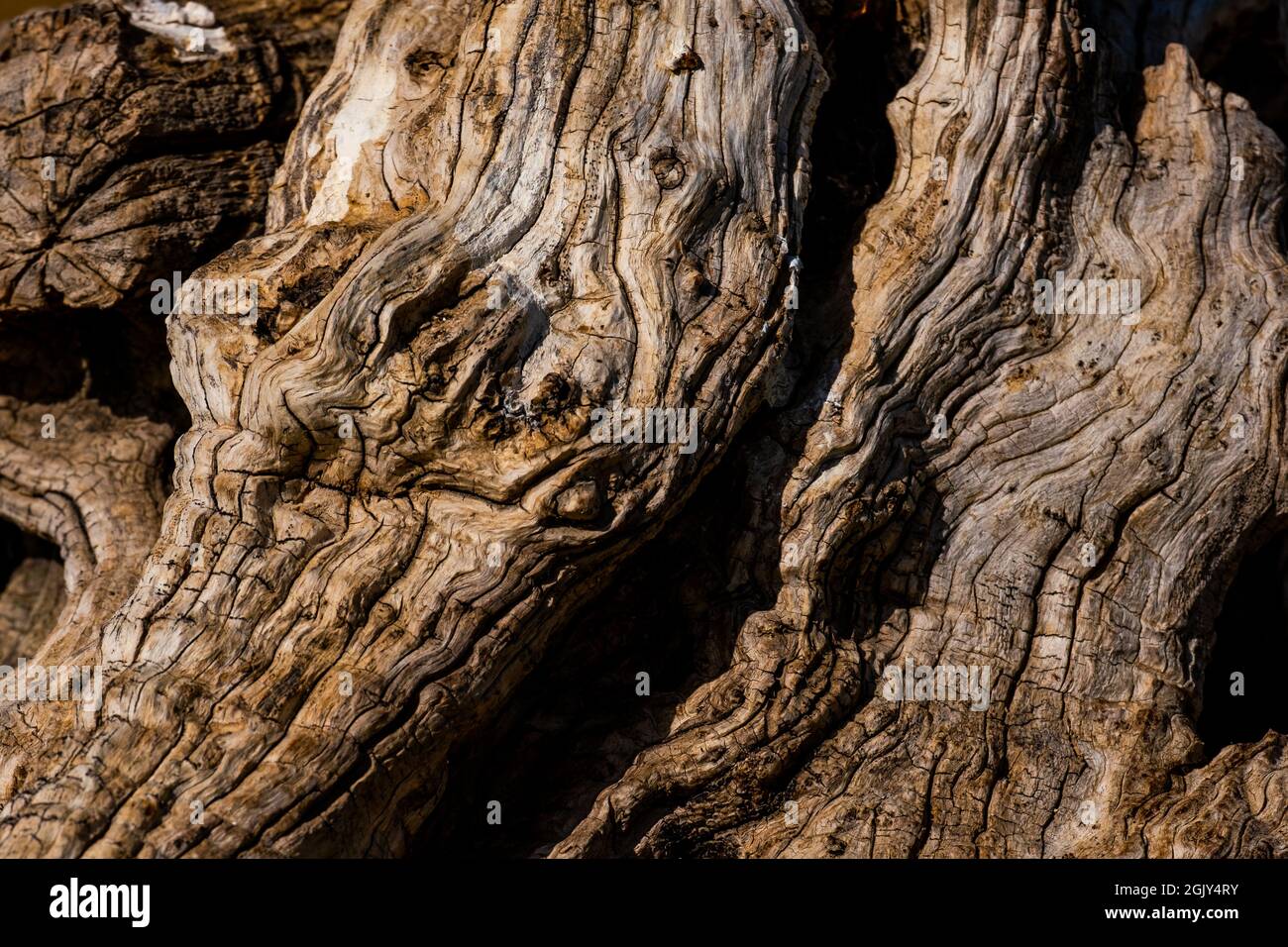 Close up of tree trunk texture Stock Photo - Alamy