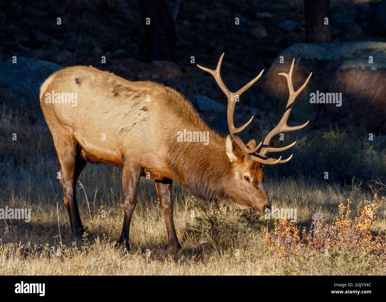Young bull elk, or wapiti (Cervus canadensis), standing in a meadow, Rocky Mountain National Park, Colorado, USA Stock Photo