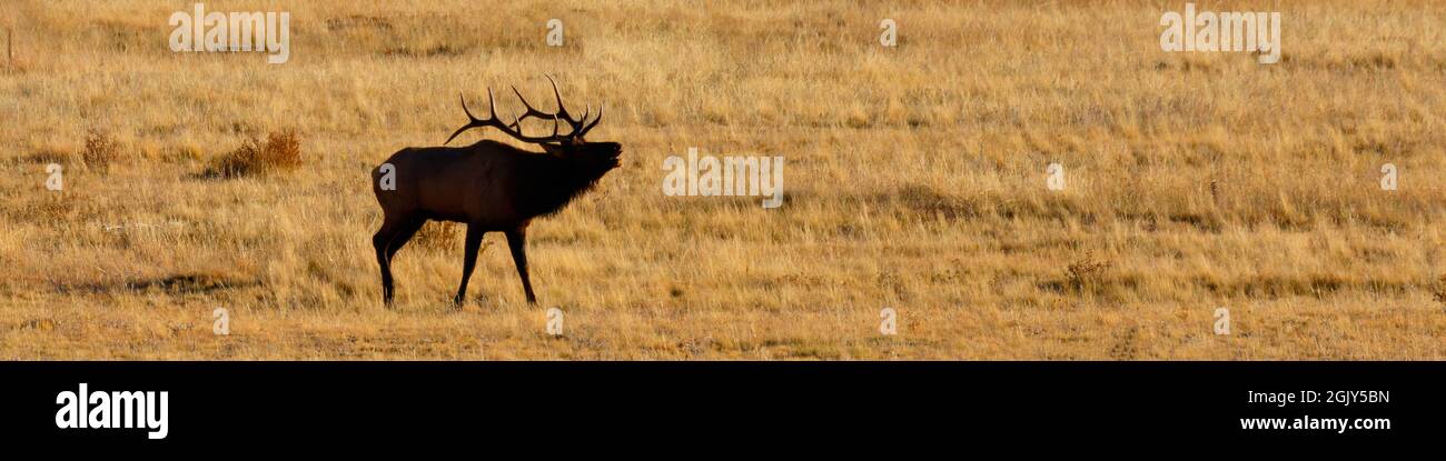 Banner of a silhouette of a Bull Elk bugling during the rut in Rocky Mountain National Park, Colorado, USA Stock Photo