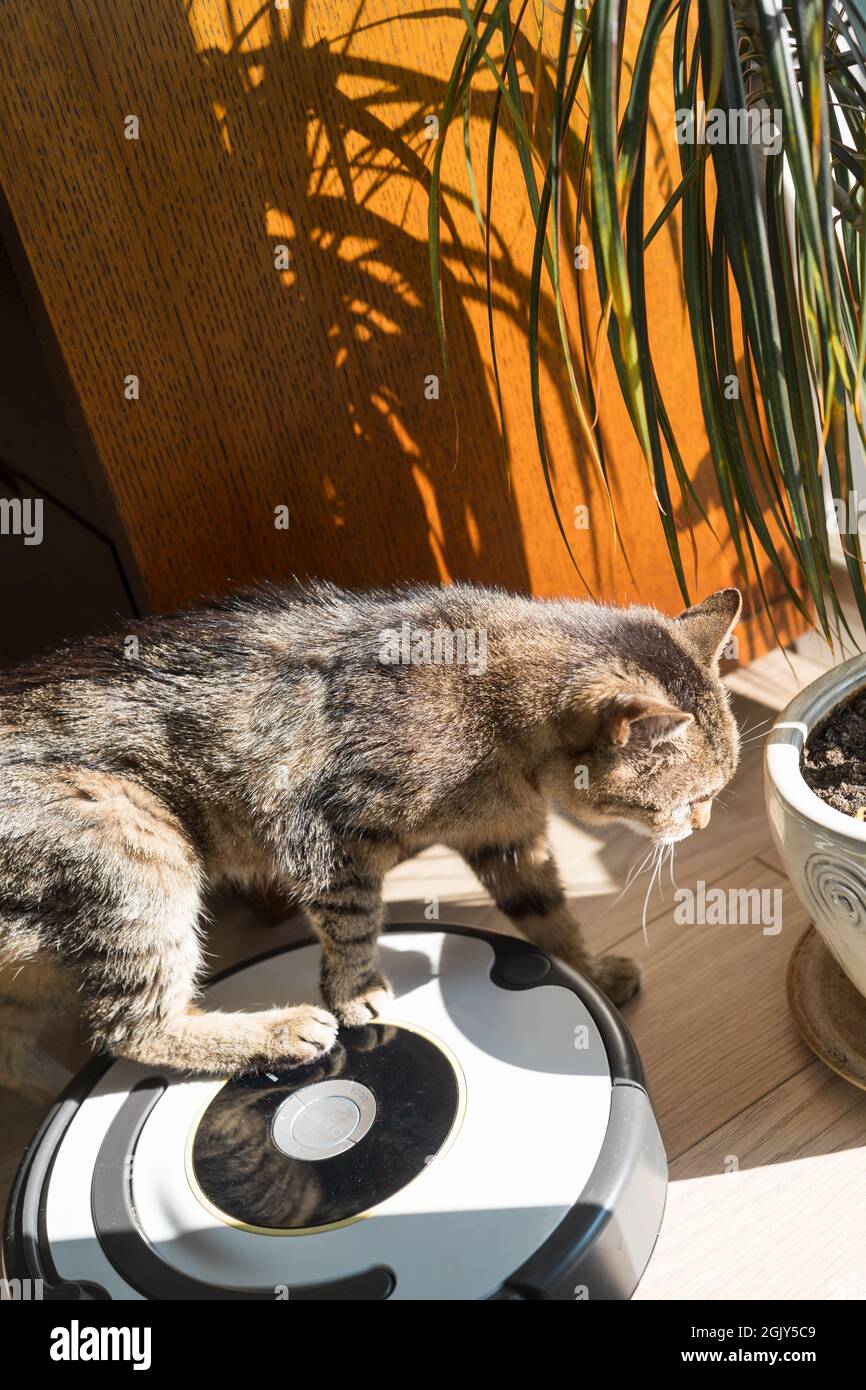 Curious cat interacting with robotic vacuum cleaner. Everyday modern