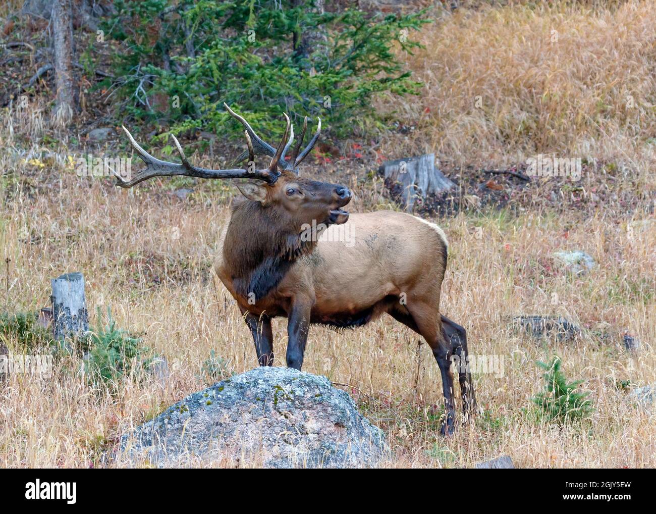 Bull Elk Bugling; Rocky Mountain National Park, Colorado Stock Photo