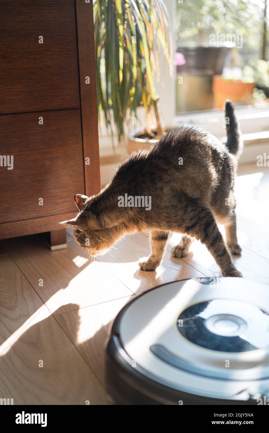 Cleaning robot cat hires stock photography and images Alamy