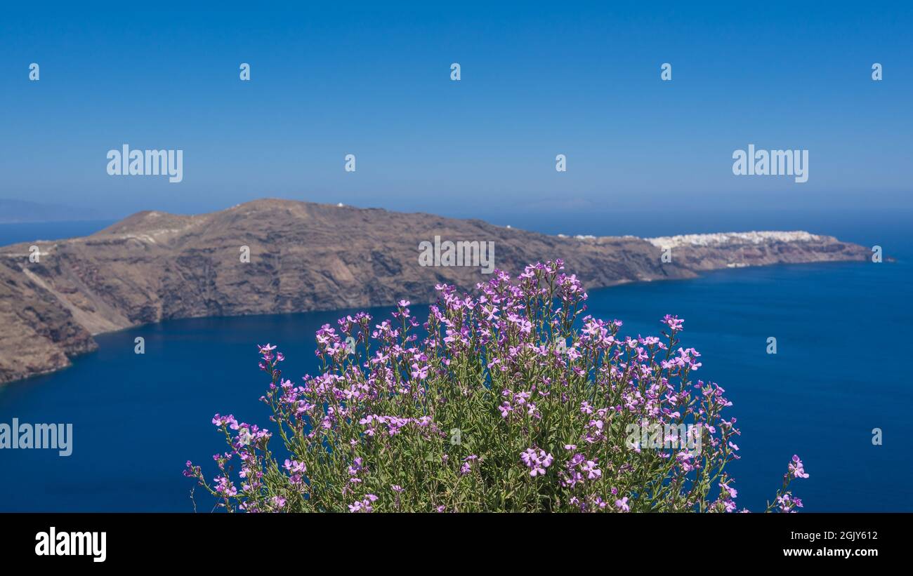 Close-up of blooming purple Matthiola. Santorini island with white architecture and blue sea on background. Stock Photo