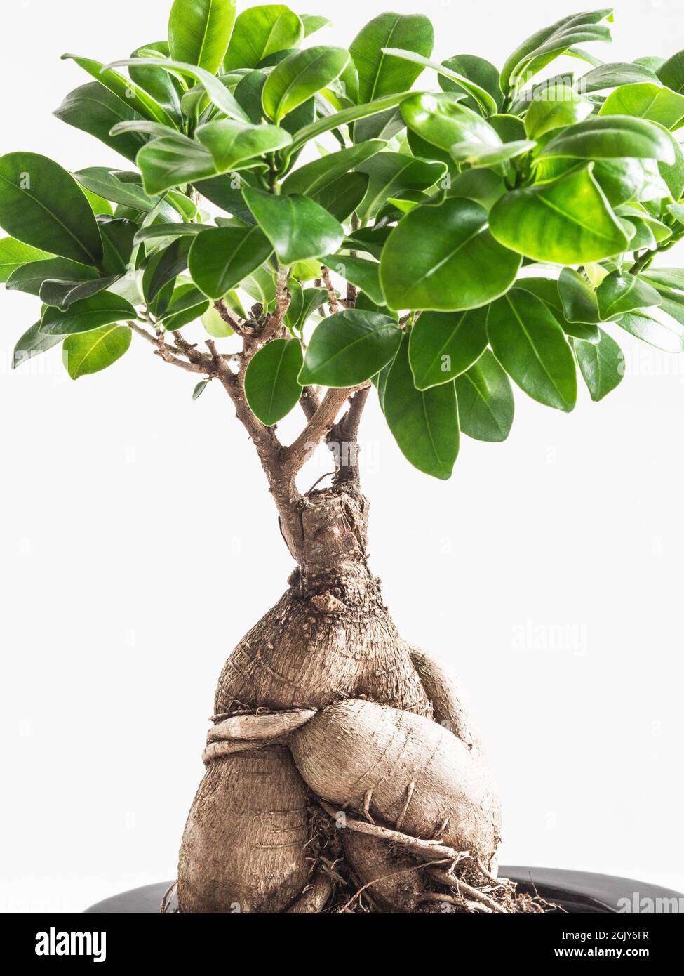 Ginseng ficus tree houseplant in black pot on white background. Front view Stock Photo