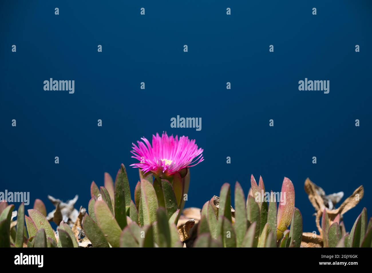 Close-up of pink flower with blue background. Stock Photo