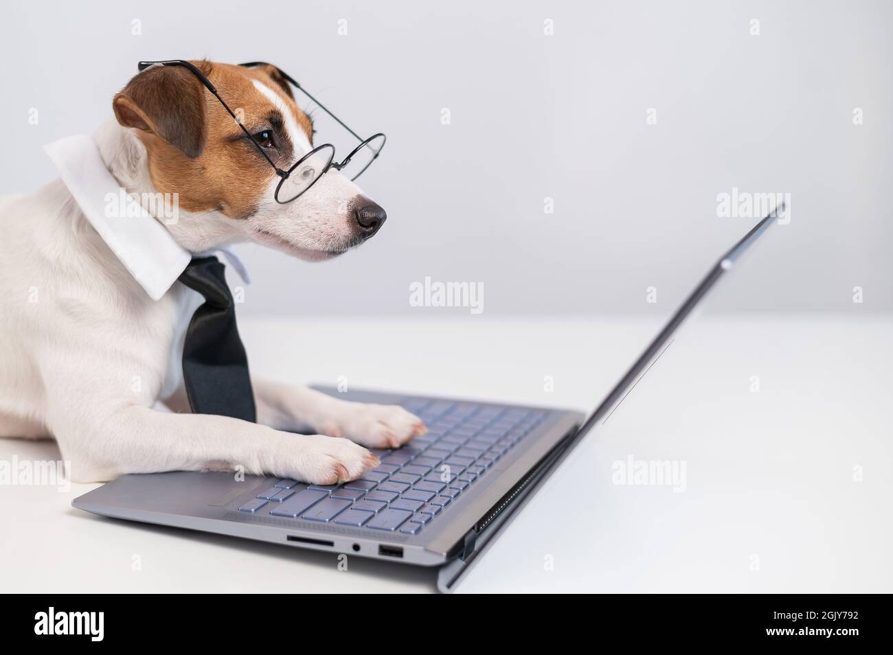 Smart dog jack russell terrier in a tie and glasses sits at a laptop on ...