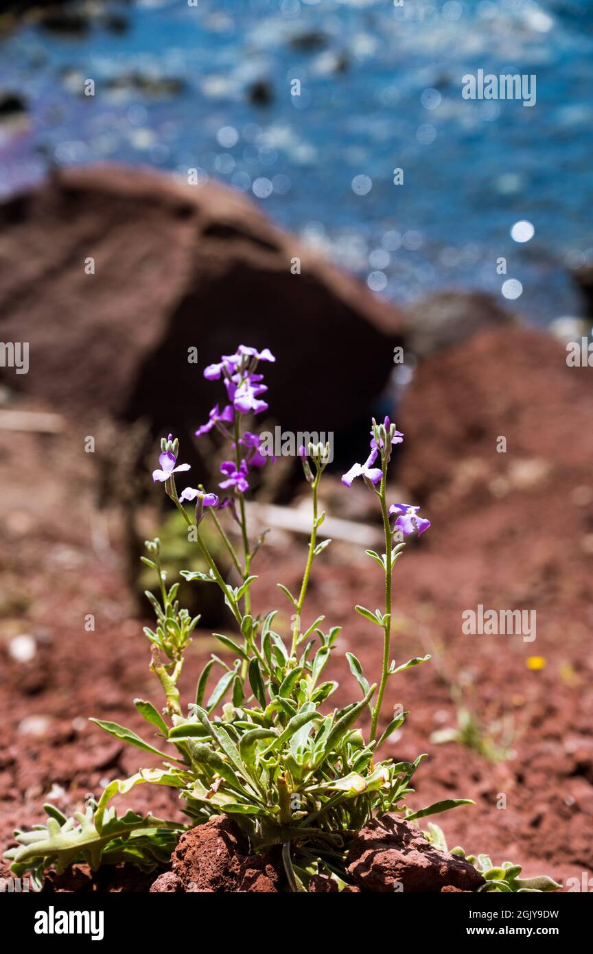 Close-up of flower on dry red sandy soil. Power of life. Stones and sea on background. Beautiful nature. Stock Photo