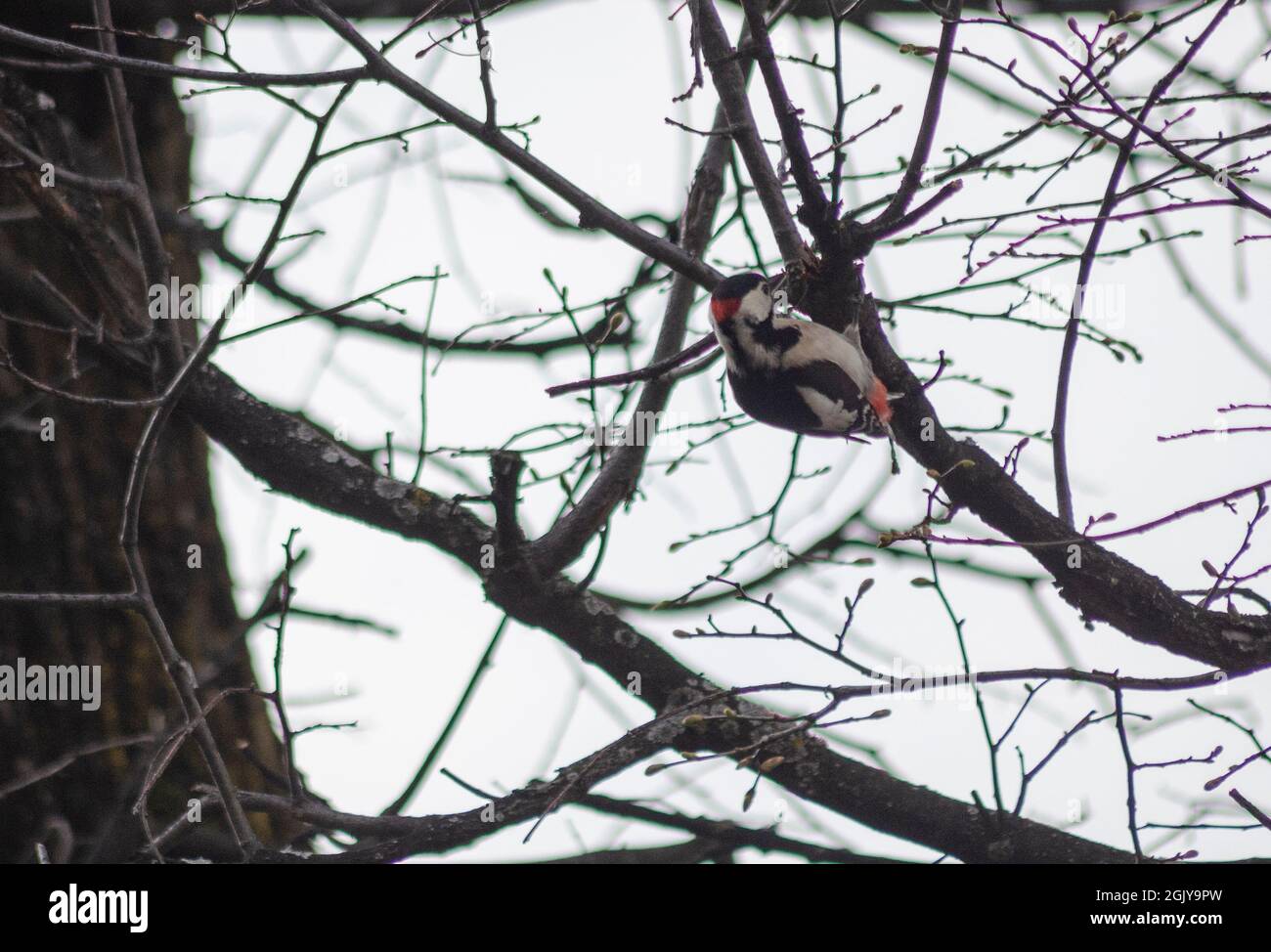 A Syrian woodpecker (Dendrocopos syriacus) on the nranch of a tree in the forests of the Carpathian Mountains in Transylvania Romania Stock Photo