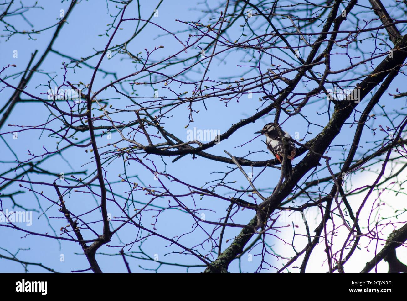 A Syrian woodpecker (Dendrocopos syriacus) on the nranch of a tree in the forests of the Carpathian Mountains in Transylvania Romania Stock Photo