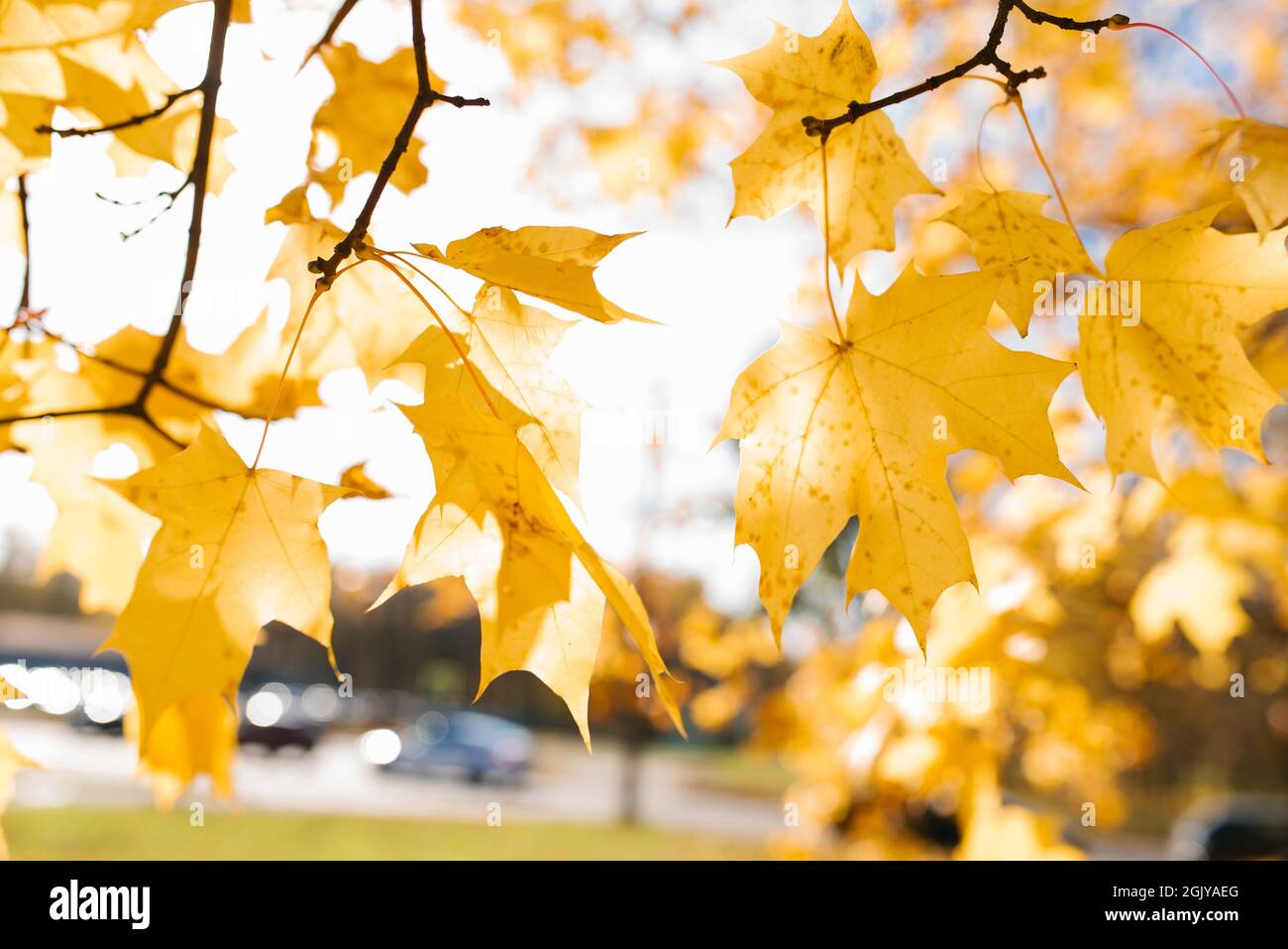 Nature in autumn. Yellow maple leaves on a tree branch on a sunny day ...