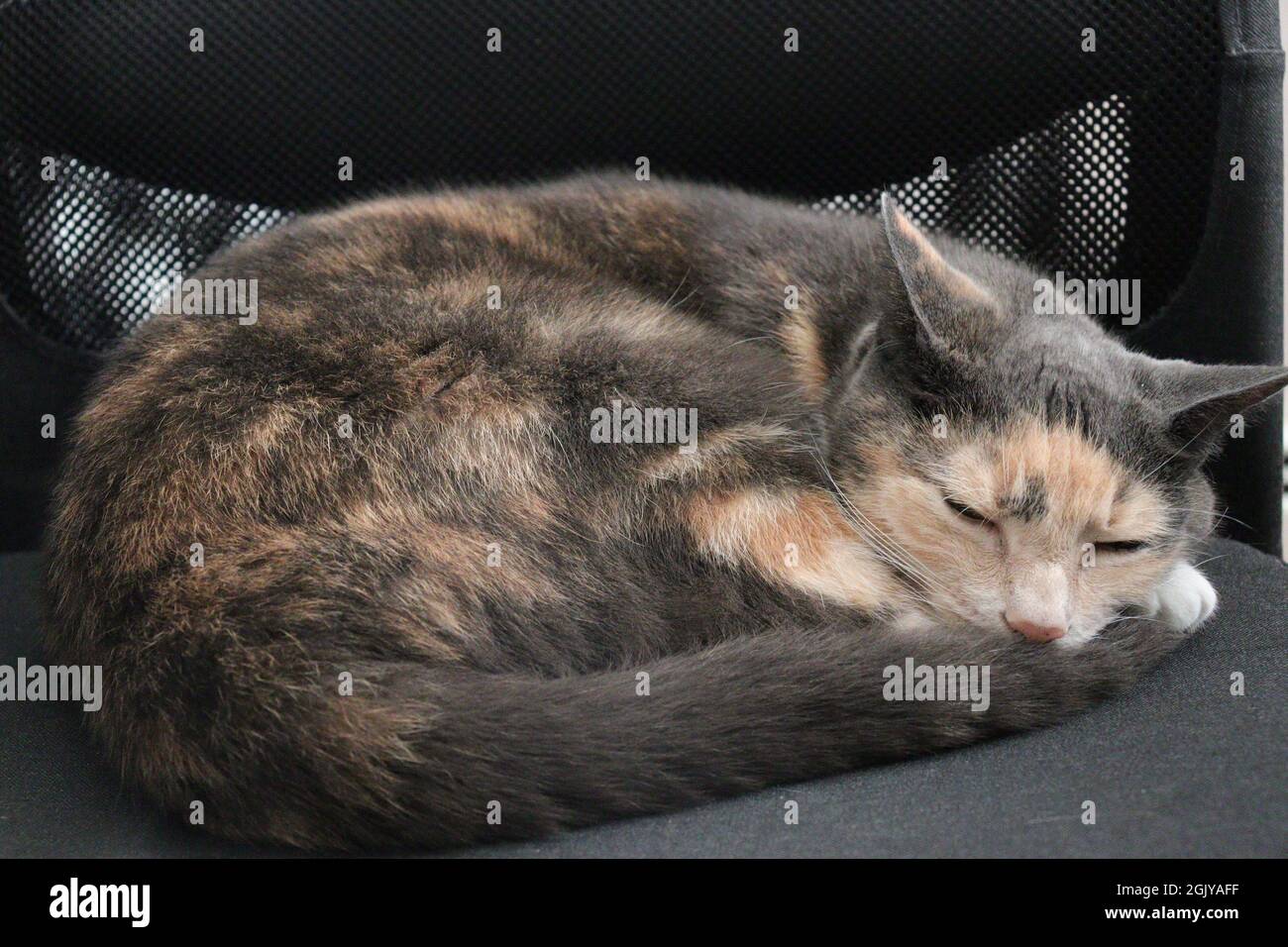 A sleeping cate Curled up into a ball. Stock Photo
