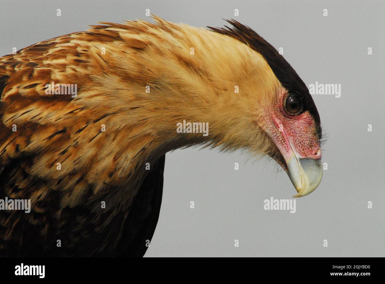 An extreme close up head shot of a beautifully colorful wild Caracara bird of prey, which is a member of the Falcon family. Stock Photo