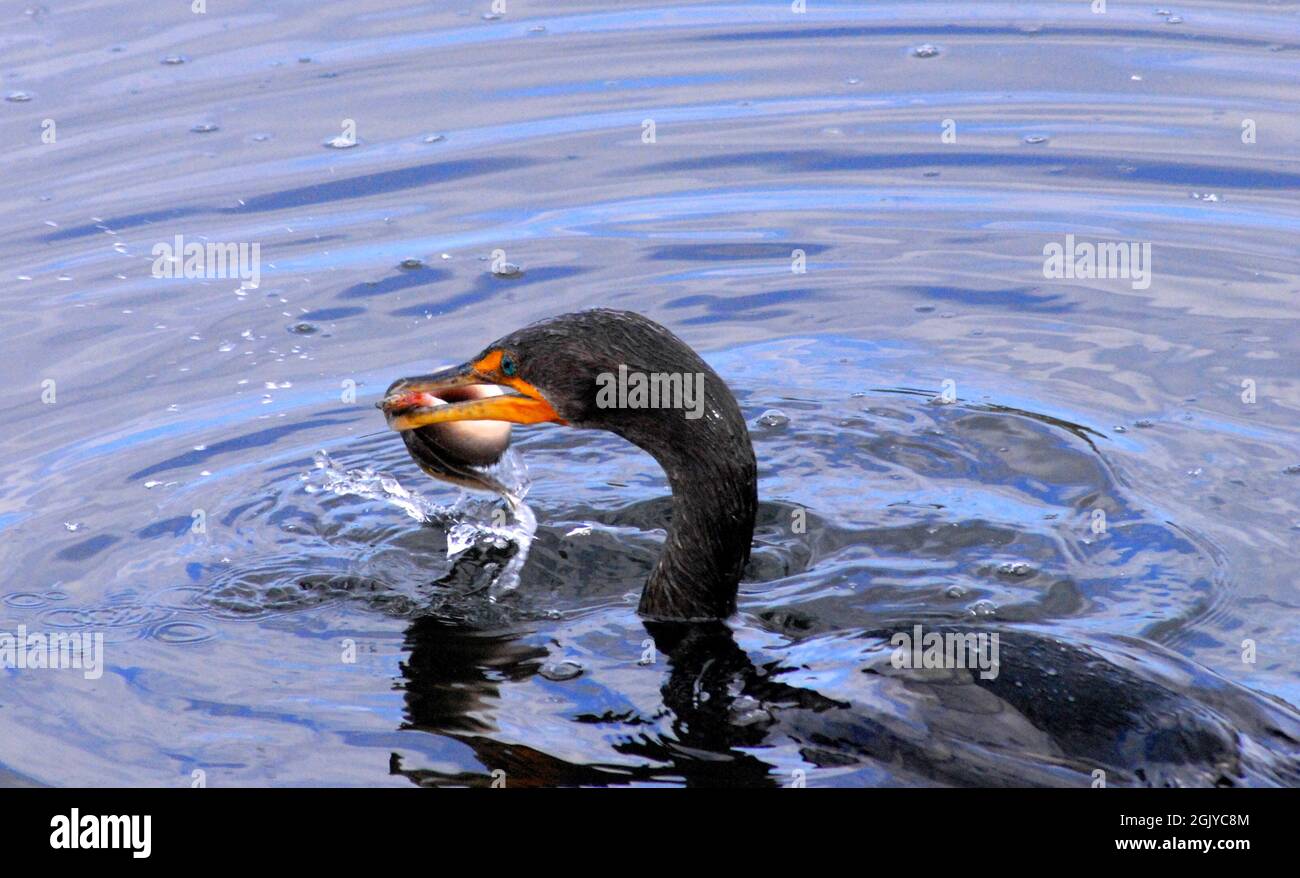 A great extreme close up action shot of a wild Cormorant water bird creating a big splash as it wrestles a fish or eel out of a Florida lake. Stock Photo