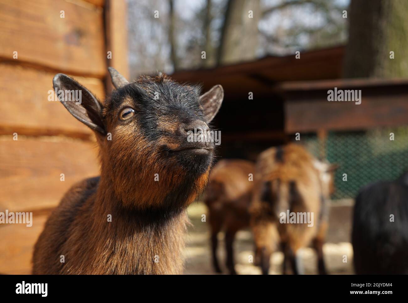 Goat In Garden Cute funny goat in zoological garden Stock Photo - Alamy
