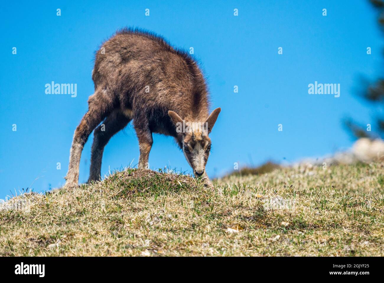 Chamois (Rupicapra rupicapra) young in the mountain Stock Photo