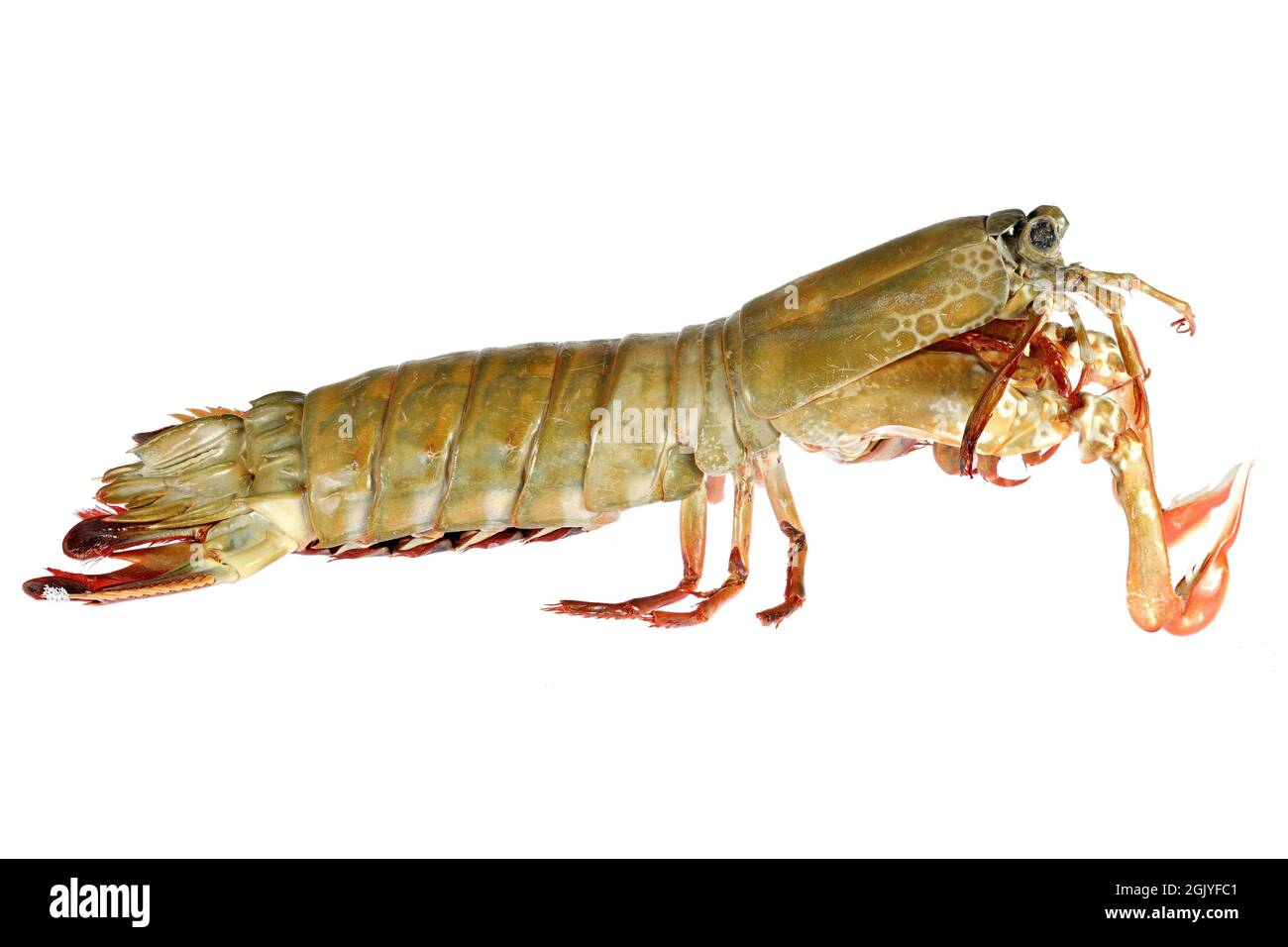 mantis shrimp (Gonodactylus chiragra) from Bohol, Philippines isolated on white background Stock Photo
