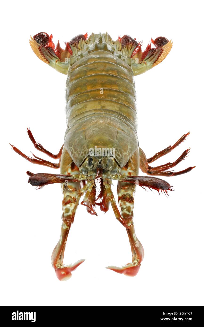 mantis shrimp (Gonodactylus chiragra) from Bohol, Philippines isolated on white background Stock Photo