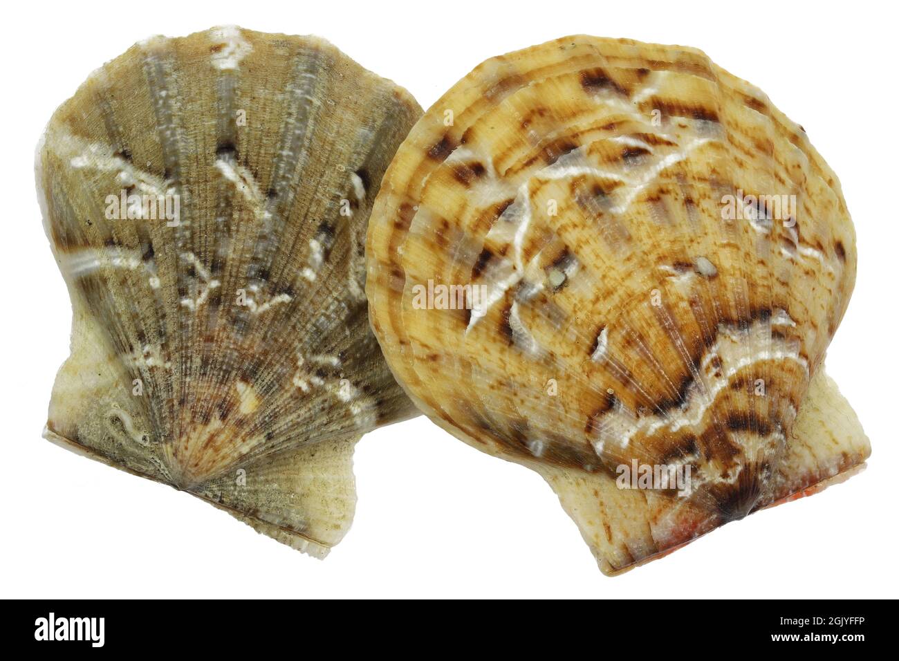 saltwater clam (Flexopecten glaber) from Taranto, Italy isolated on white background Stock Photo