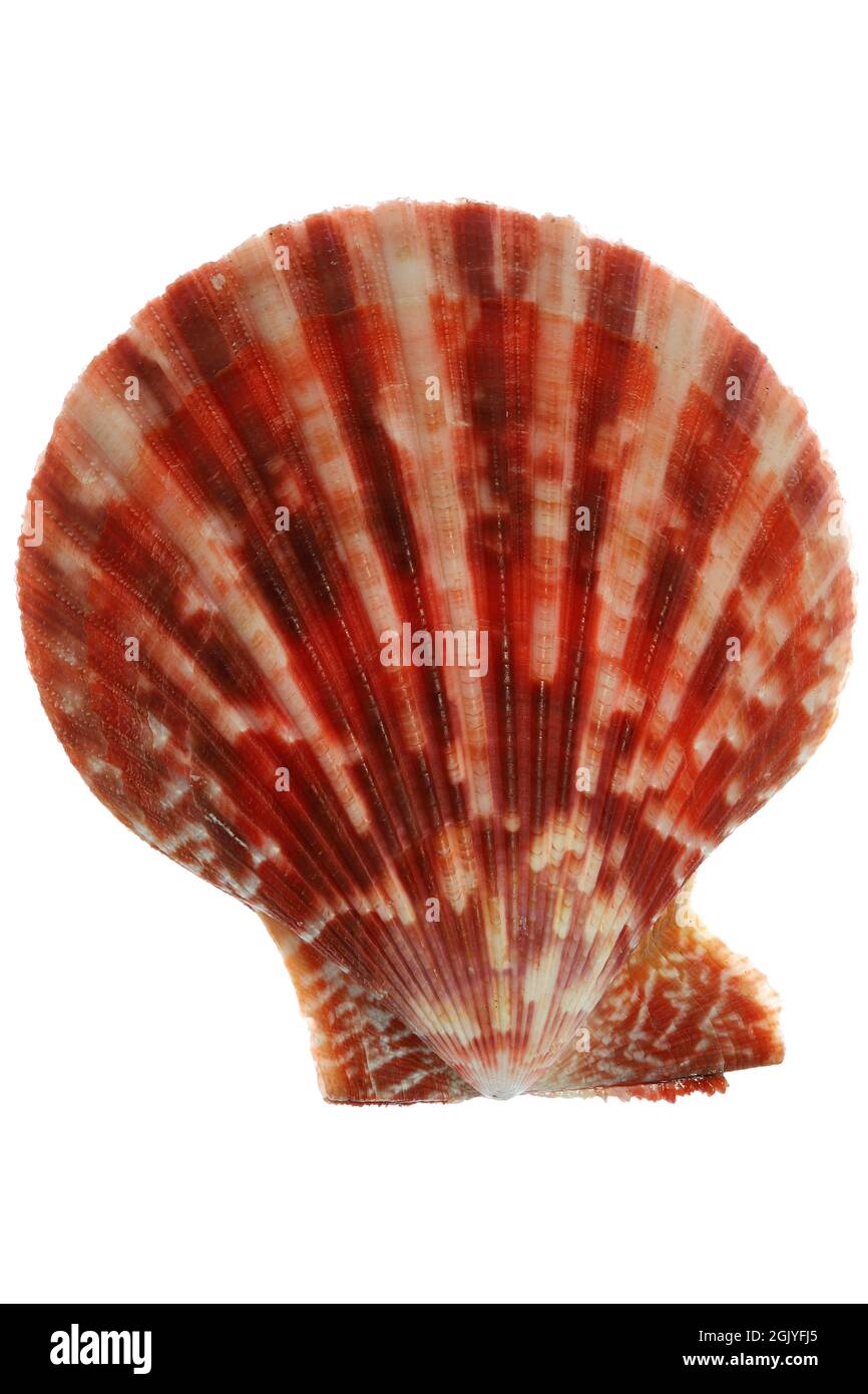 bivalve saltwater clam (Mimichlamys sanguinea) from Bantayan, Philippines isolated on white