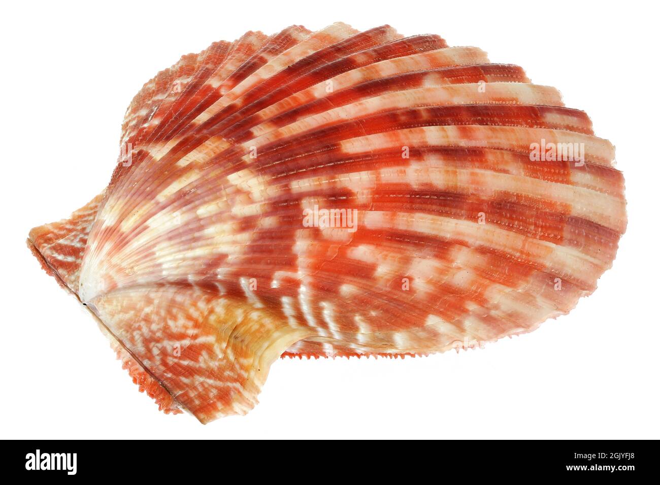 bivalve saltwater clam (Mimichlamys sanguinea) from Bantayan, Philippines isolated on white background Stock Photo