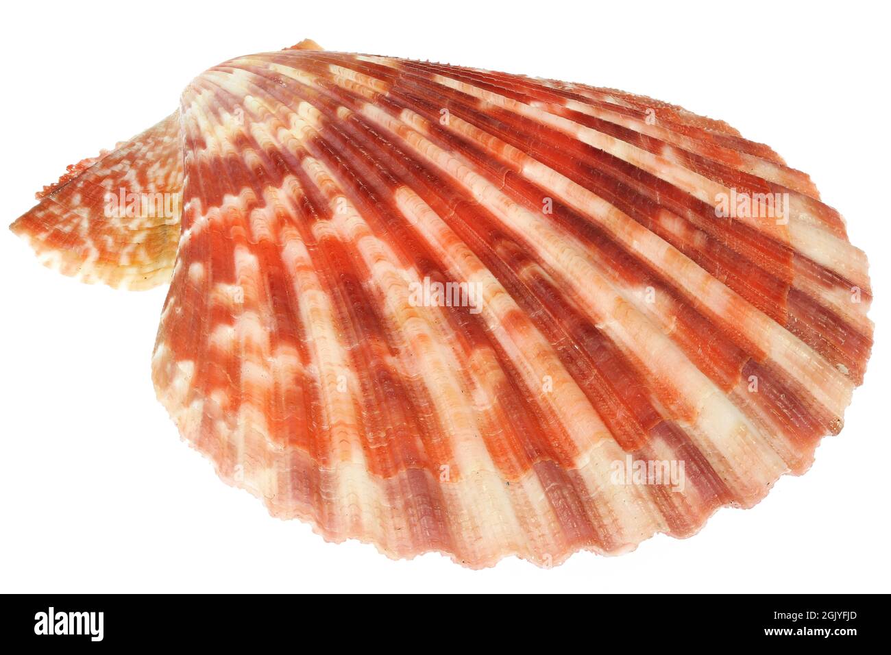 bivalve saltwater clam (Mimichlamys sanguinea) from Bantayan