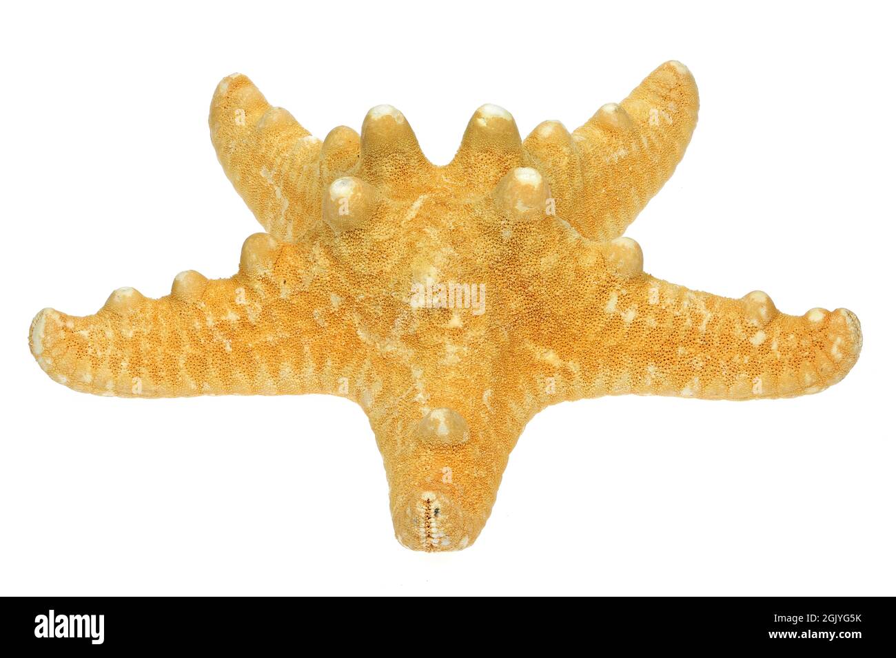 starfish isolated on white background Stock Photo