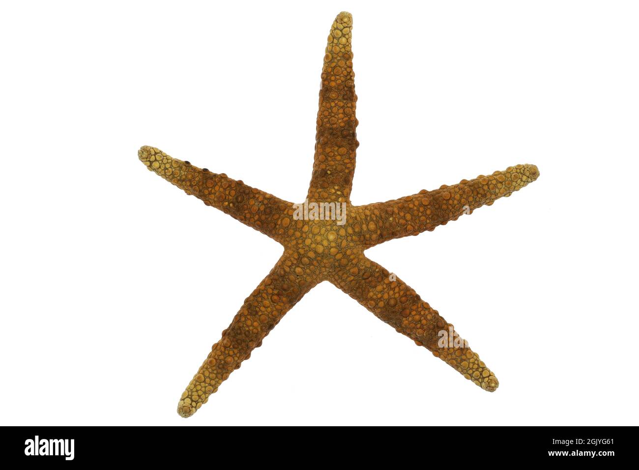 starfish (Nardoa variolata) from Surigao, Philippines isolated on white background Stock Photo