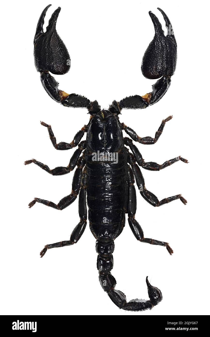 Asian blue forest scorpion (Heterometrus cyaneus) from Java, indonesia  isolated on white background Stock Photo - Alamy