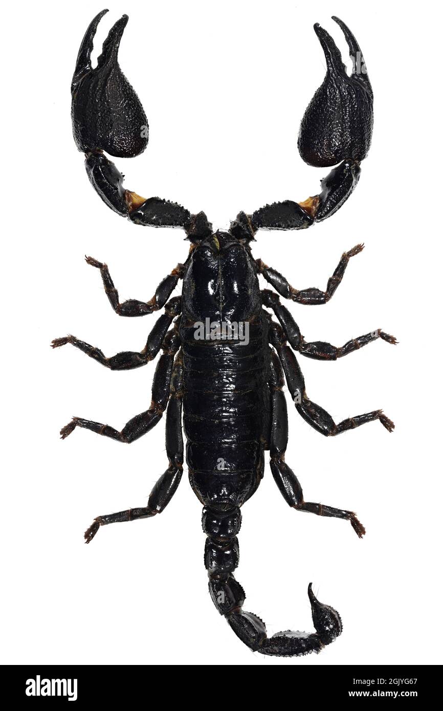 Asian blue forest scorpion (Heterometrus cyaneus) from Java, indonesia isolated on white background Stock Photo