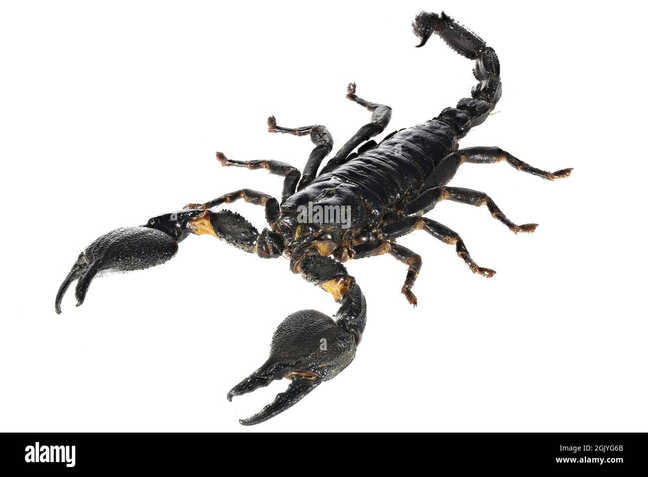 Asian blue forest scorpion (Heterometrus cyaneus) from Java, indonesia isolated on white background Stock Photo