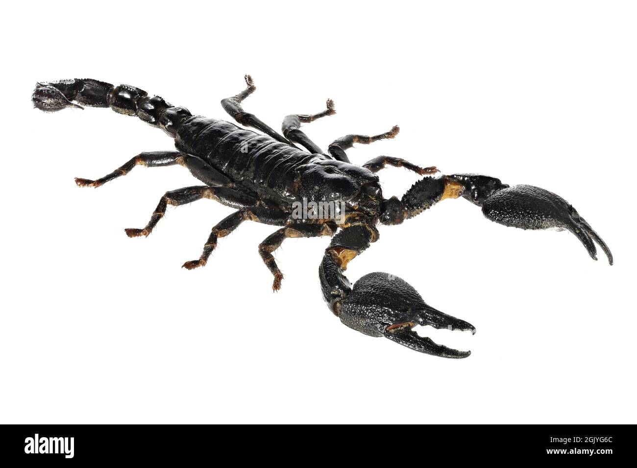 Asian blue forest scorpion (Heterometrus cyaneus) from Java, indonesia isolated on white background Stock Photo
