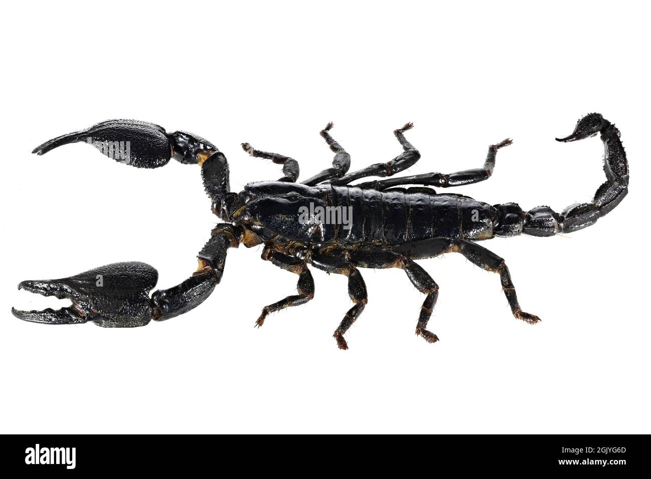 Asian blue forest scorpion (Heterometrus cyaneus) from Java, indonesia isolated on white background Stock Photo