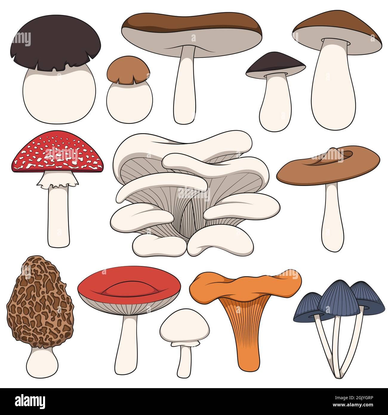 Set of color images of mushrooms. Isolated vector objects on white ...