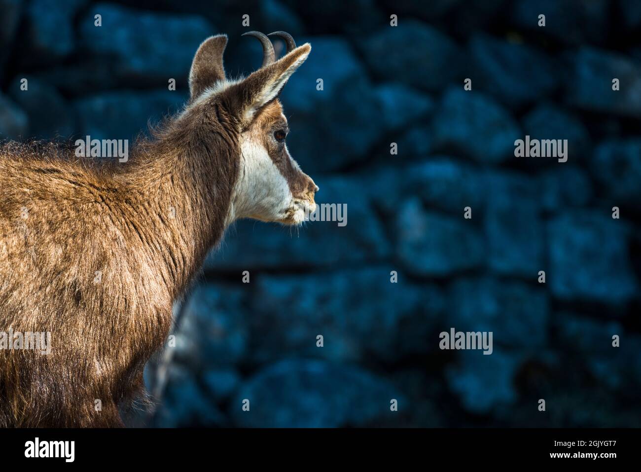 Chamois (Rupicapra rupicapra) in front of a dry stone wall Stock Photo