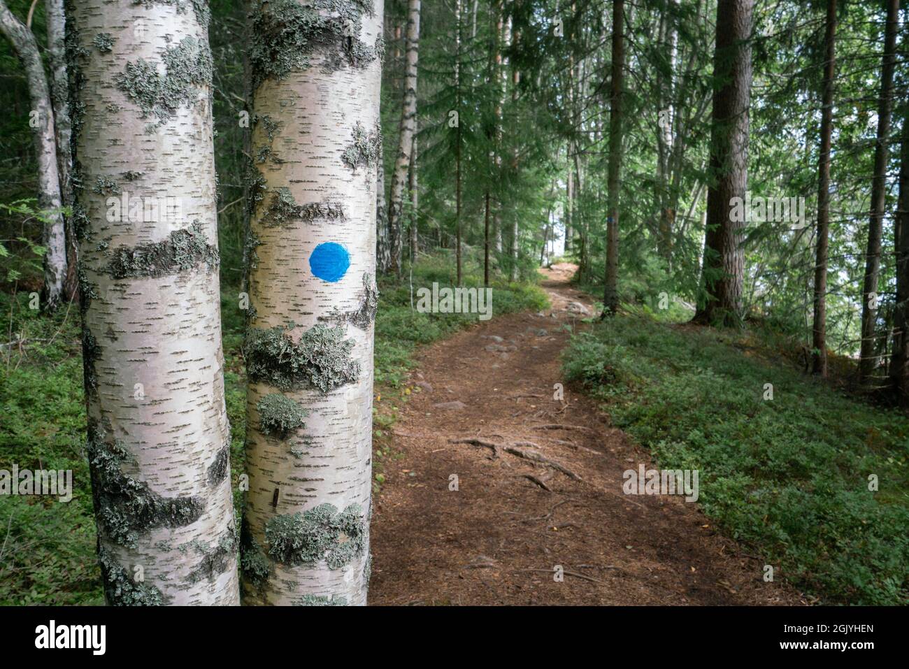 Blue trail mark on birch tree in the forest of Skuleskogen national park, Sweden. Hiking along the High Coast Trail Stock Photo