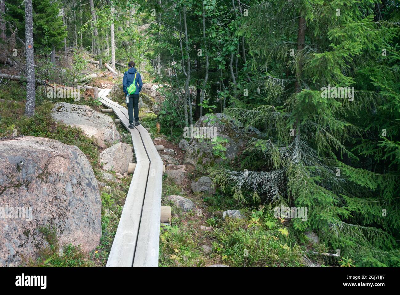 Female hiker walking on a narrow wooden walk through the forest in Skuleskogen National Park, Sweden. Stock Photo