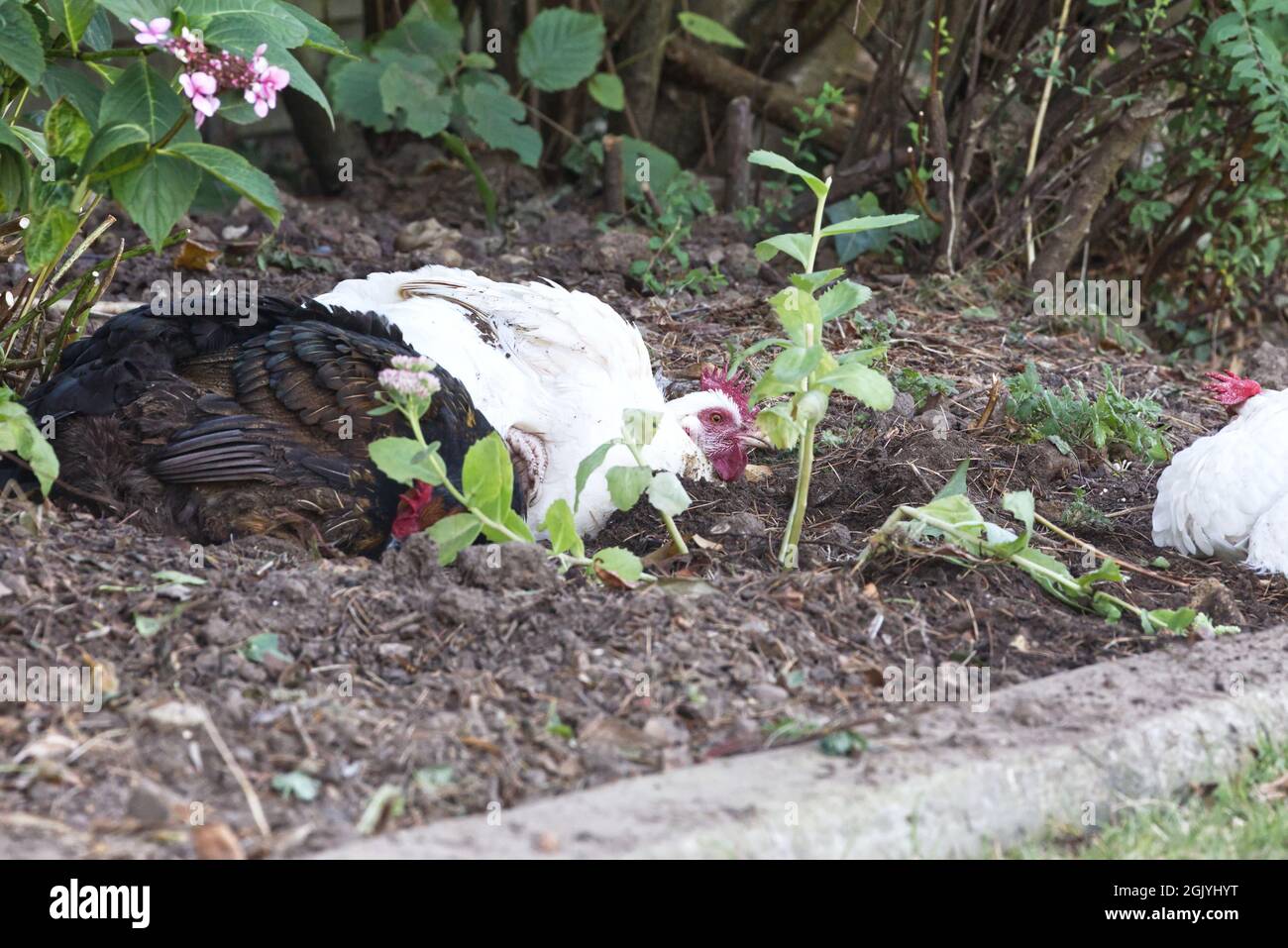 Dirty Bird Bath High Resolution Stock Photography and Images Alamy