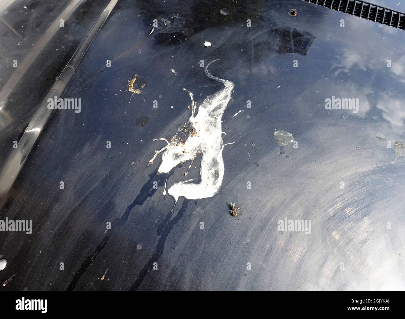 Bird droppings on a car, Berlin Stock Photo Alamy