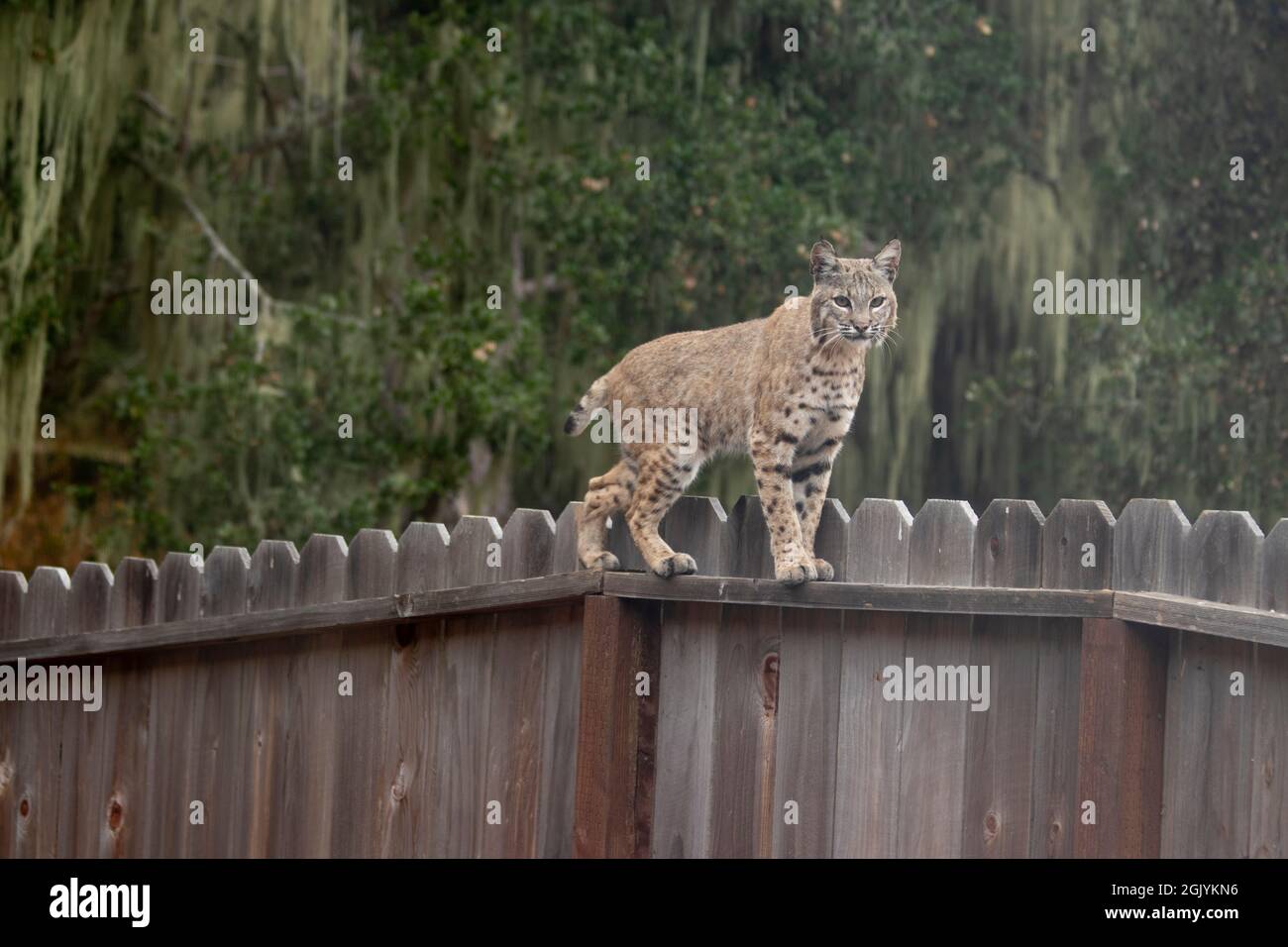 Bobcat on a fence Stock Photo