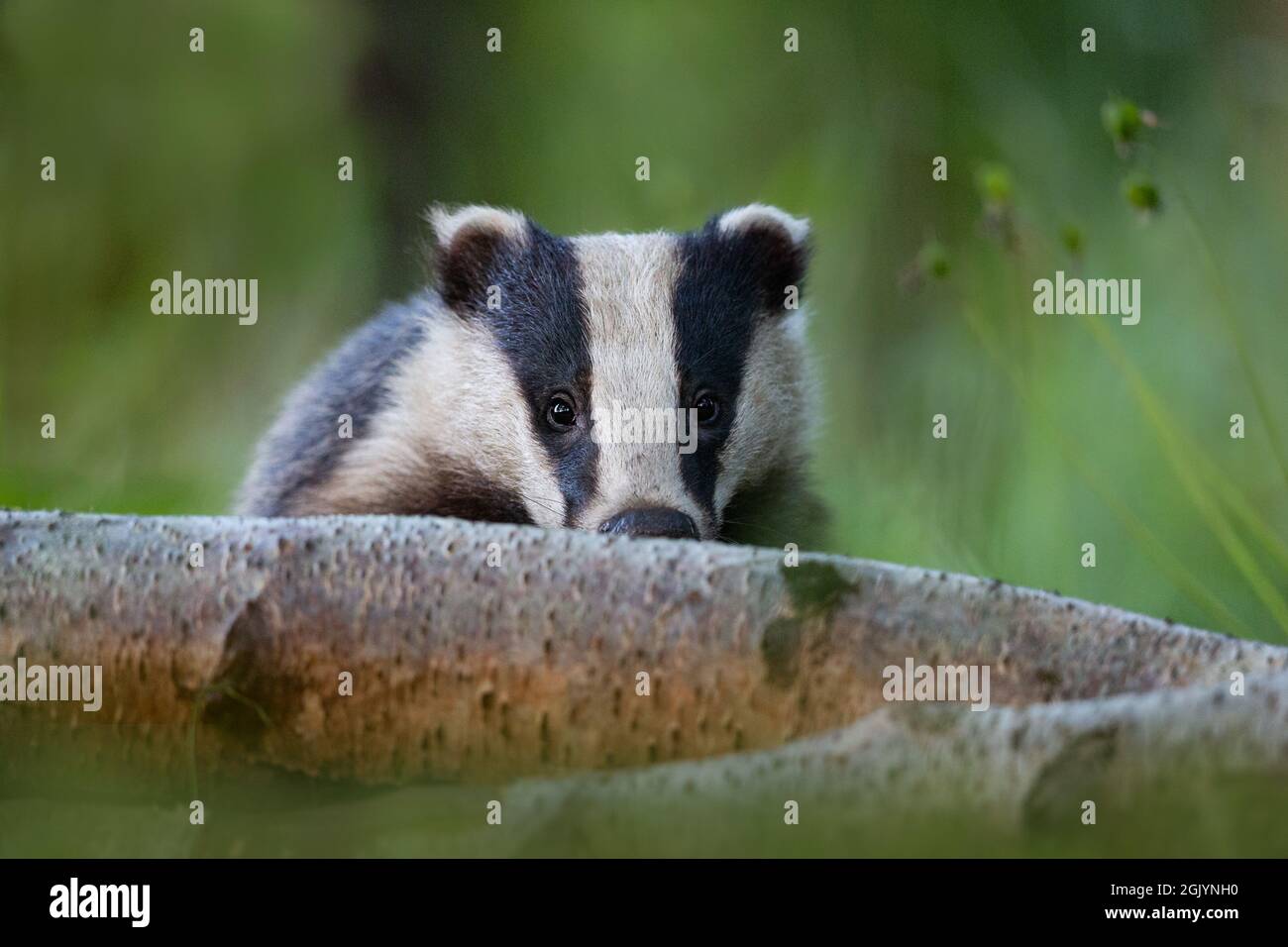 Badger foraging for food the woodland. Stock Photo